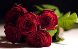 A Picture Of A Pink And White Rose Wallpaper