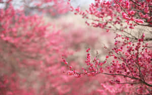 A Picturesque View Of Pink Trees In The Spring. Wallpaper