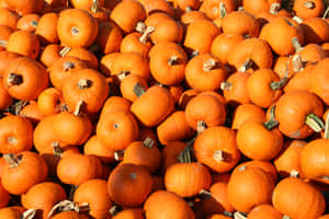 A Pile Of Orange Pumpkins Wallpaper