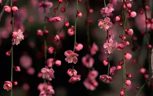 A Pink Flower Hangs From A Branch Wallpaper
