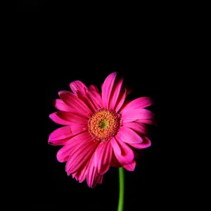 A Pink Flower Is Shown Against A Black Background Wallpaper
