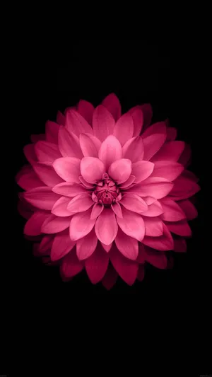 A Pink Flower On A Black Background Wallpaper