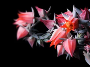 A Pink Flower With A Black Background Wallpaper
