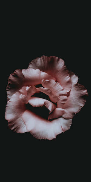 A Pink Rose On A Black Background Wallpaper