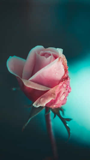 A Pink Rose With Water Droplets On It Wallpaper