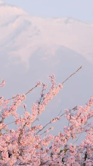 A Pink Tree With Snowy Mountains In The Background Wallpaper