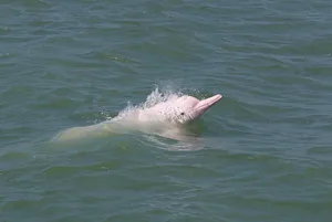 A Playful Pink Dolphin Swims In The Crystal Blue Ocean. Wallpaper