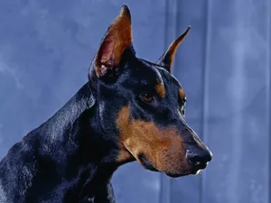 A Powerful Doberman Wallpaper