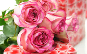 A Pretty Pink Rose Wallpaper