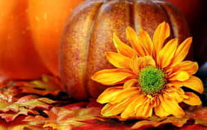 A Pumpkin Ready For Fall Wallpaper