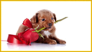 A Puppy Holding A Red Rose With A Bow Wallpaper