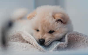 A Puppy Is Laying On A Blanket Wallpaper