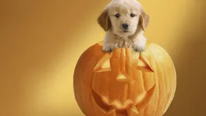 A Puppy Is Sitting In A Pumpkin With A Jack O Lantern Wallpaper