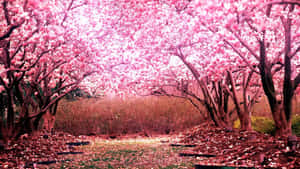 A Quiet Moment Of Reflection In A Bed Of Pink Cherry Blossoms Wallpaper