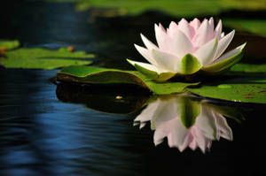 A Quiet Pond With Lotus Flower Wallpaper