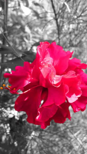 A Red Flower In A Bush Wallpaper