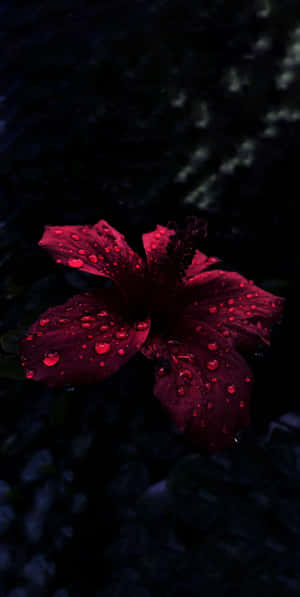 A Red Flower In The Water Wallpaper