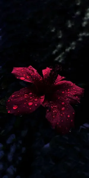 A Red Flower In The Water Wallpaper
