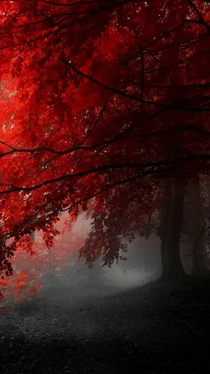 A Red Forest With Trees In The Fog Wallpaper