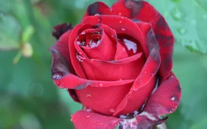 A Red Rose Exhibiting Elegance Even With Dried Patches Wallpaper