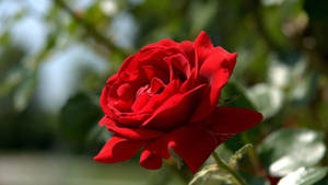 A Red Rose Is Growing In A Green Field Wallpaper