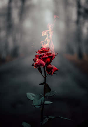 A Red Rose With Fire On It In The Middle Of A Road Wallpaper