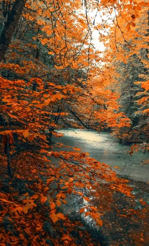 A River In The Forest Wallpaper