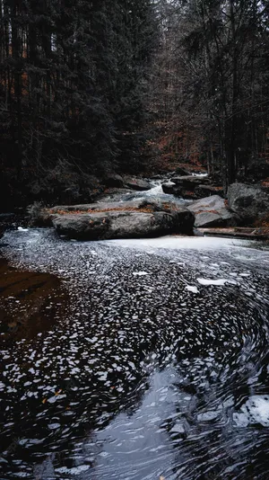 A River In The Woods Wallpaper