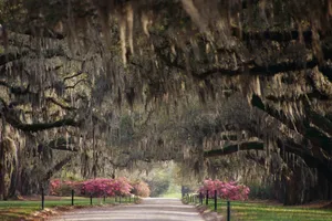 A Road Lined With Spanish Moss Trees Wallpaper