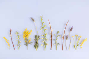 A Row Of Yellow Flowers On A Blue Background Wallpaper