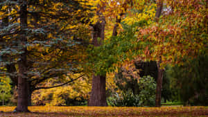 A Scenic Autumn Landscape Of Varying Colors Wallpaper