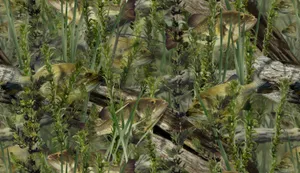 A School Of Largemouth Bass Painting Wallpaper