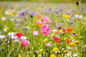 A Sea Of Wildflowers Wallpaper