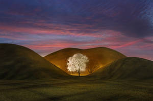 A Serene Scene At The Base Of A White Tree Wallpaper