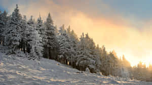 A Serene Winter Day In The Forest Wallpaper