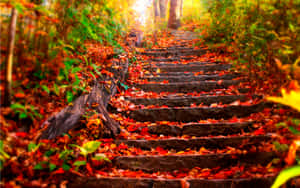 A Set Of Stairs Leading Up To A Forest Wallpaper