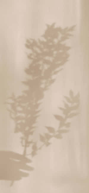 A Shadow Of A Leaf On A Wall Wallpaper