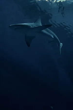 A Shark Swimming In The Water Wallpaper