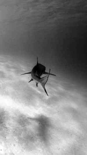 A Shark Swimming In The Water Wallpaper