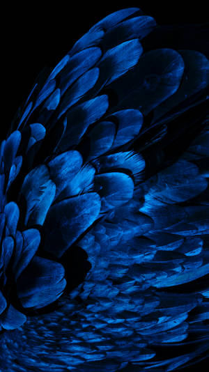 A Single Dark Blue Feather Against A White Background Wallpaper