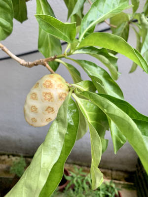 A Single Noni Fruit Wallpaper