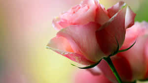 A Single Red Rose Surrounded By Soft Light. Wallpaper