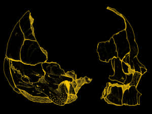 A Skull With A Yellow Outline On A Black Background Wallpaper