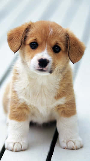 A Small Brown And White Puppy Sitting On A Wooden Deck Wallpaper