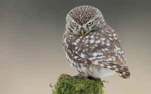 A Small Owl Is Sitting On Top Of A Mossy Stump Wallpaper