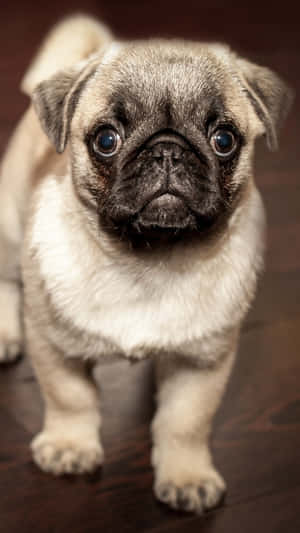 A Small Pug Dog Is Standing On A Wooden Floor Wallpaper