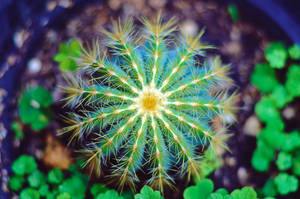 A Small Round Cactus With Interesting Blue Spines. Wallpaper