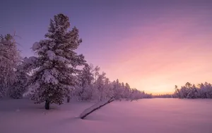 A Snow Covered Field With Trees And A Sunset Wallpaper