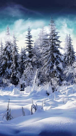 A Snow Covered Forest With Trees And A Blue Sky Wallpaper