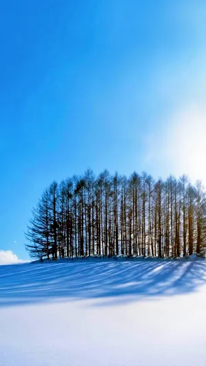 A Snow Covered Hill With Trees In The Background Wallpaper